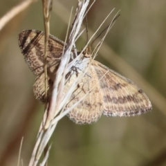 Scopula rubraria (Reddish Wave, Plantain Moth) at West Wodonga, VIC - 18 Mar 2023 by KylieWaldon