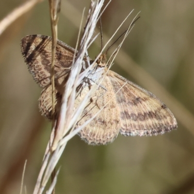 Unidentified Moth (Lepidoptera) at Felltimber Creek NCR - 18 Mar 2023 by KylieWaldon