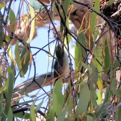 Zosterops lateralis (Silvereye) at Felltimber Creek NCR - 18 Mar 2023 by KylieWaldon