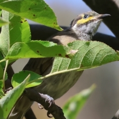 Caligavis chrysops (Yellow-faced Honeyeater) at Felltimber Creek NCR - 18 Mar 2023 by KylieWaldon