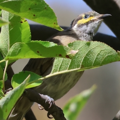 Caligavis chrysops (Yellow-faced Honeyeater) at Wodonga - 18 Mar 2023 by KylieWaldon