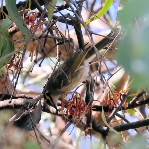 Caligavis chrysops at West Wodonga, VIC - 18 Mar 2023 11:41 AM