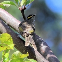 Caligavis chrysops at West Wodonga, VIC - 18 Mar 2023 11:41 AM