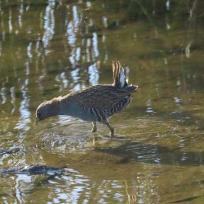 Porzana fluminea (Australian Spotted Crake) at Holt, ACT - 19 Mar 2023 by TomW