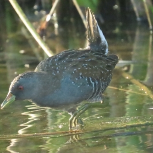 Porzana fluminea at Holt, ACT - 19 Mar 2023