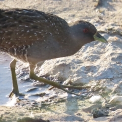 Porzana fluminea at Holt, ACT - 19 Mar 2023