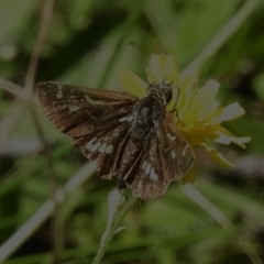 Dispar compacta (Barred Skipper) at Namadgi National Park - 16 Mar 2023 by JohnBundock