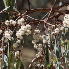 Eucalyptus dives (Broad-leaved Peppermint) at Felltimber Creek NCR - 18 Mar 2023 by KylieWaldon