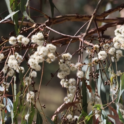 Eucalyptus dives (Broad-leaved Peppermint) at West Wodonga, VIC - 18 Mar 2023 by KylieWaldon