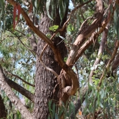 Eucalyptus dives at West Wodonga, VIC - 18 Mar 2023 11:44 AM