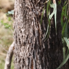 Eucalyptus dives at West Wodonga, VIC - 18 Mar 2023