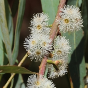 Eucalyptus dives at West Wodonga, VIC - 18 Mar 2023