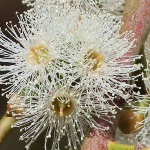 Eucalyptus dives at West Wodonga, VIC - 18 Mar 2023