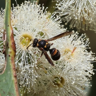 Unidentified Potter wasp (Vespidae, Eumeninae) at Wodonga - 18 Mar 2023 by KylieWaldon