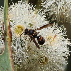 Unidentified Potter wasp (Vespidae, Eumeninae) at Felltimber Creek NCR - 18 Mar 2023 by KylieWaldon