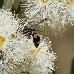 Paralastor sp. (genus) at West Wodonga, VIC - 18 Mar 2023 11:46 AM