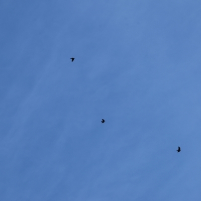 Corvus mellori (Little Raven) at Wodonga - 18 Mar 2023 by KylieWaldon