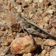 Chortoicetes terminifera (Australian Plague Locust) at Felltimber Creek NCR - 18 Mar 2023 by KylieWaldon