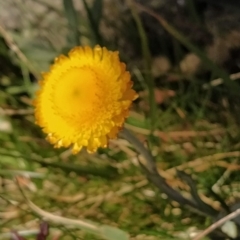 Coronidium monticola (Mountain Button Everlasting) at Charlotte Pass - Kosciuszko NP - 18 Mar 2023 by KumikoCallaway