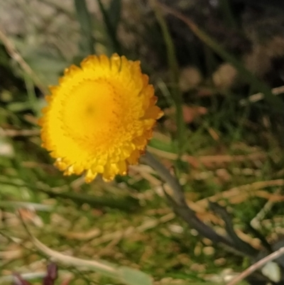 Coronidium monticola (Mountain Button Everlasting) at Kosciuszko National Park, NSW - 18 Mar 2023 by KumikoCallaway