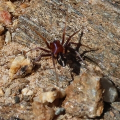 Habronestes bradleyi (Bradley's Ant-Eating Spider) at Wodonga - 18 Mar 2023 by KylieWaldon