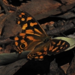 Heteronympha paradelpha at Cotter River, ACT - 16 Mar 2023 02:34 PM