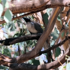 Philemon corniculatus (Noisy Friarbird) at Wodonga - 18 Mar 2023 by KylieWaldon