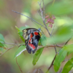 Delias harpalyce (Imperial Jezebel) at Acton, ACT - 19 Mar 2023 by regeraghty