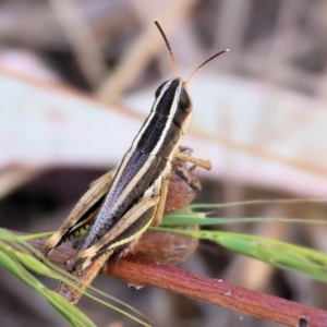 Macrotona australis at West Wodonga, VIC - 18 Mar 2023 12:06 PM