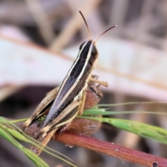 Macrotona australis (Common Macrotona Grasshopper) at Wodonga - 18 Mar 2023 by KylieWaldon