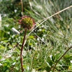 Acaena novae-zelandiae (Bidgee Widgee) at Charlotte Pass, NSW - 18 Mar 2023 by KumikoCallaway