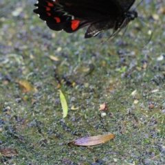 Papilio aegeus (Orchard Swallowtail, Large Citrus Butterfly) at ANBG - 19 Mar 2023 by regeraghty