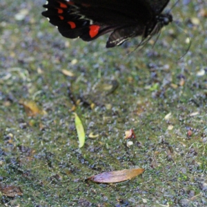 Papilio aegeus at Acton, ACT - 19 Mar 2023