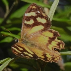 Heteronympha banksii (Banks' Brown) at Namadgi National Park - 16 Mar 2023 by JohnBundock