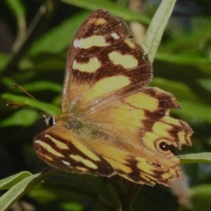 Heteronympha banksii at Cotter River, ACT - 16 Mar 2023