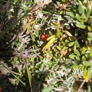 Grevillea australis at Charlotte Pass, NSW - 18 Mar 2023 12:25 PM