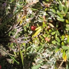Grevillea australis (Alpine Grevillea) at Charlotte Pass, NSW - 18 Mar 2023 by KumikoCallaway