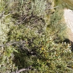 Grevillea australis at Charlotte Pass, NSW - 18 Mar 2023