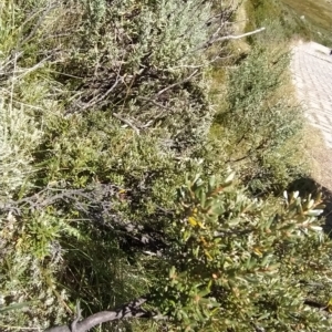 Grevillea australis at Charlotte Pass, NSW - 18 Mar 2023 12:25 PM