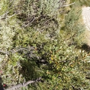 Grevillea australis at Charlotte Pass, NSW - 18 Mar 2023 12:25 PM