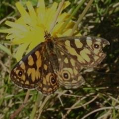 Oreixenica lathoniella (Silver Xenica) at Namadgi National Park - 16 Mar 2023 by JohnBundock