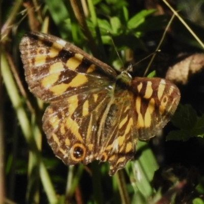 Oreixenica kershawi (Striped Xenica) at Namadgi National Park - 16 Mar 2023 by JohnBundock