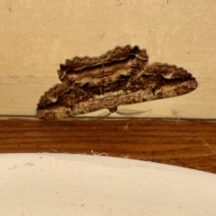Scioglyptis lyciaria (White-patch Bark Moth) at GG182 - 19 Mar 2023 by KMcCue