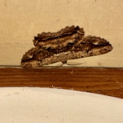 Scioglyptis lyciaria (White-patch Bark Moth) at Aranda, ACT - 19 Mar 2023 by KMcCue