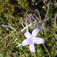 Wahlenbergia sp. (Bluebell) at Kosciuszko National Park - 18 Mar 2023 by KumikoCallaway