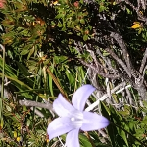 Wahlenbergia sp. at Kosciuszko National Park, NSW - 18 Mar 2023