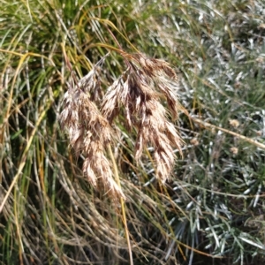 Chionochloa frigida at Munyang, NSW - 18 Mar 2023