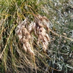 Chionochloa frigida (Ribbon Grass) at Munyang, NSW - 18 Mar 2023 by KumikoCallaway