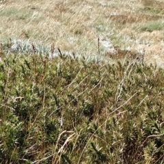 Richea continentis (Candle Heath) at Kosciuszko National Park - 18 Mar 2023 by KumikoCallaway