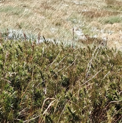 Dracophyllum continentis (Candle Heath) at Munyang, NSW - 18 Mar 2023 by KumikoCallaway